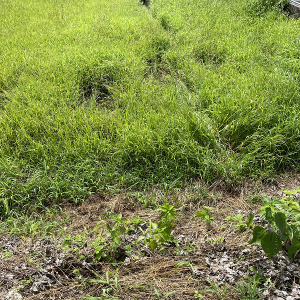 除草作業その①