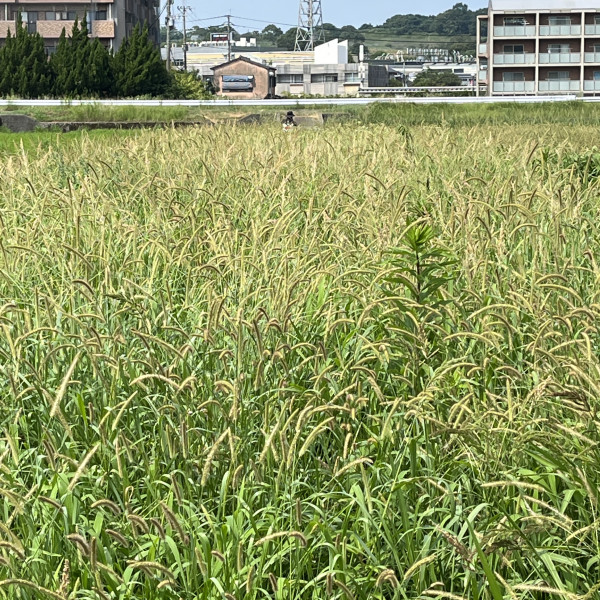 除草作業その②