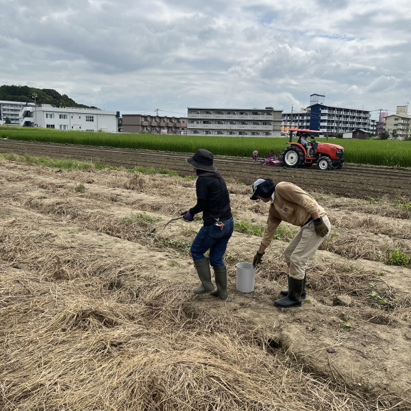 マルチ剥ぎの模様＆耕耘、畝立ての様子②