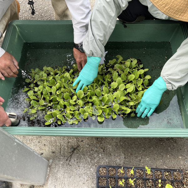 定植前にしっかり水分を含ませます！