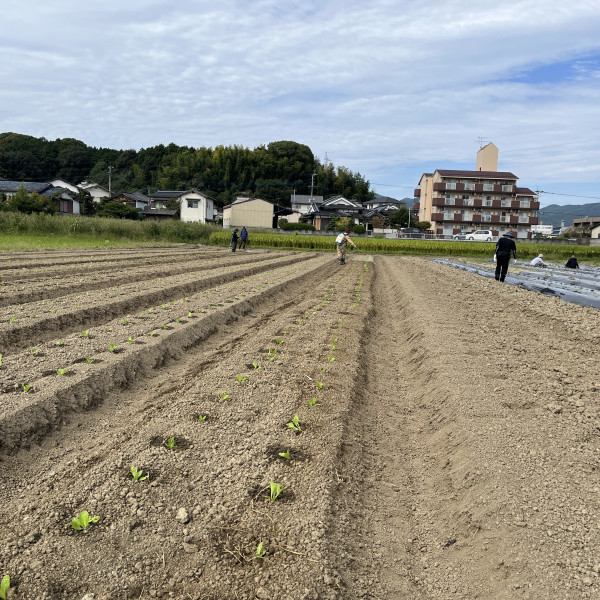 除草剤も撒いてます！