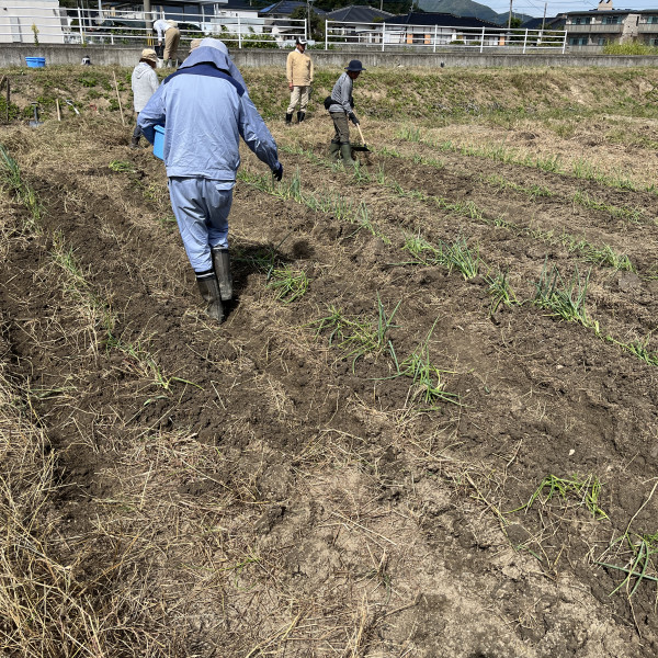 ネギ土寄せ後にも忘れずにしっかり追肥！