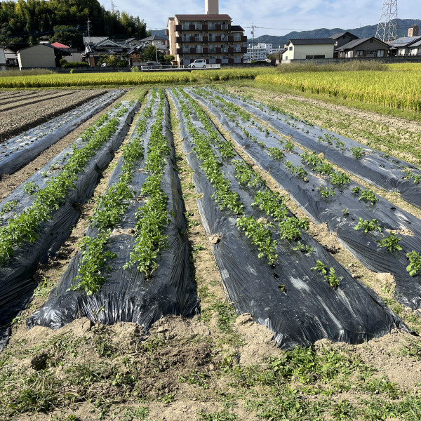 馬鈴薯もなんとか成長中！