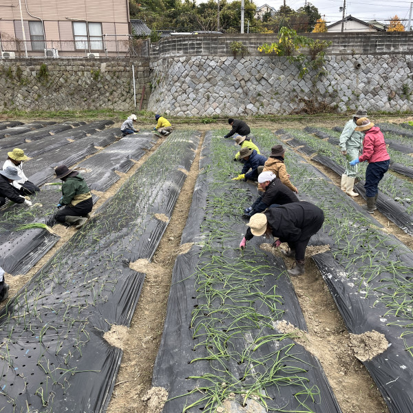 たまねぎ定植風景