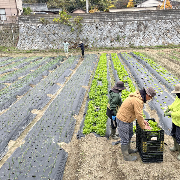 レタスの出来はどんなかな？試食しましょうよ。