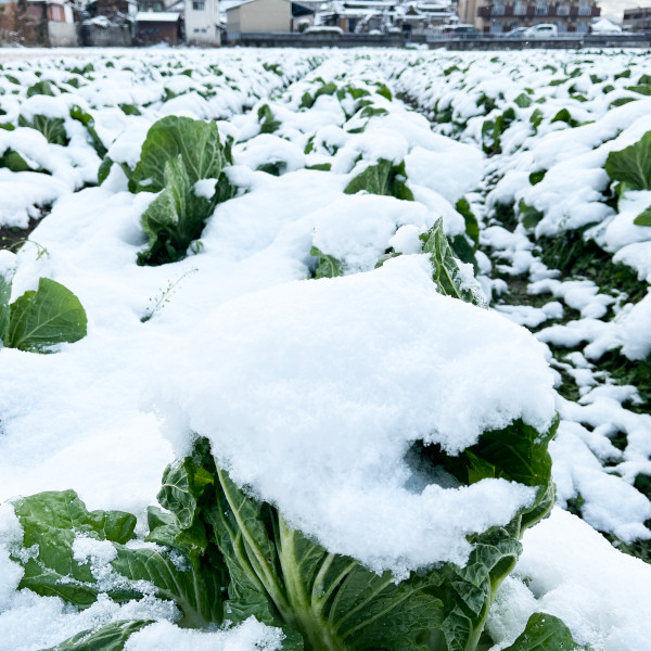 雪の中の白菜