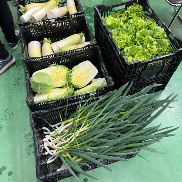 野菜の出荷準備