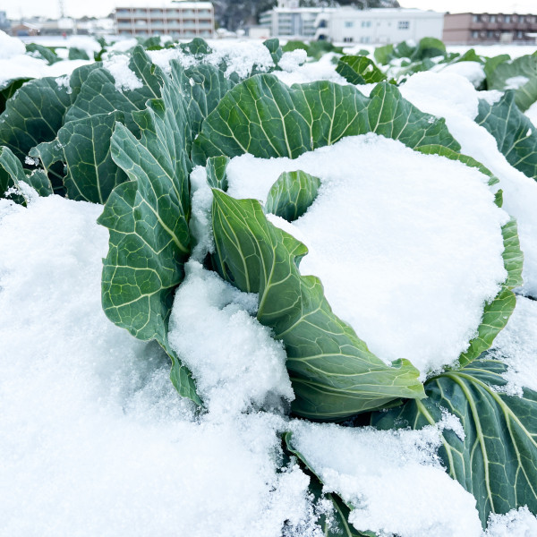 雪の中のキャベツ