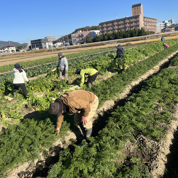 大根収穫！こっちの人参もそろそろだ！