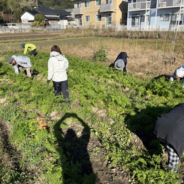 人参収穫！（2号地）