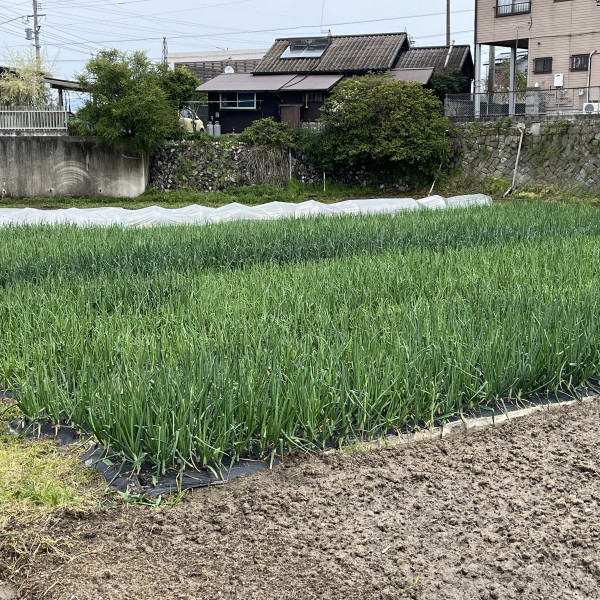 3号地玉ねぎの様子