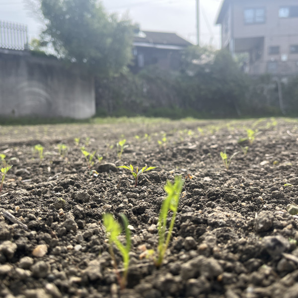 人参も発芽してきました！