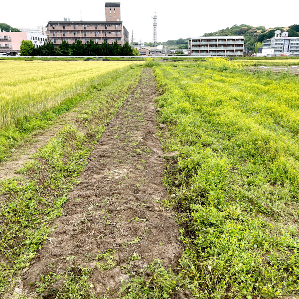 たまねぎ回収とマルチ剥ぎ完了