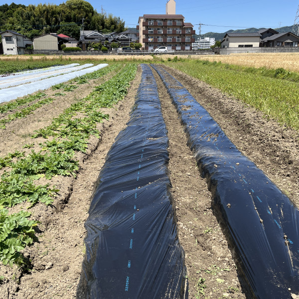 追加の枝豆畝にもマルチ張り