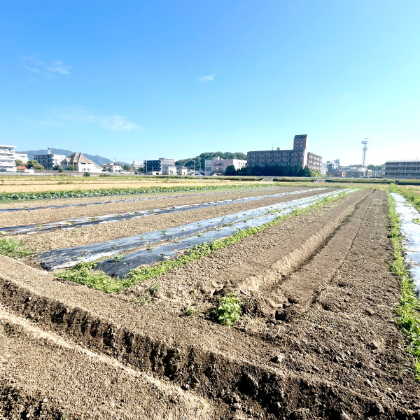 なんとか整った5号地