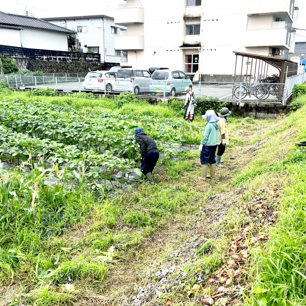 3号地草刈りとオクラ収穫