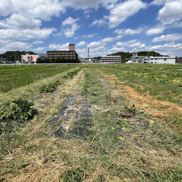 マルチ剥ぎの仕込みで草刈り＆畔刈