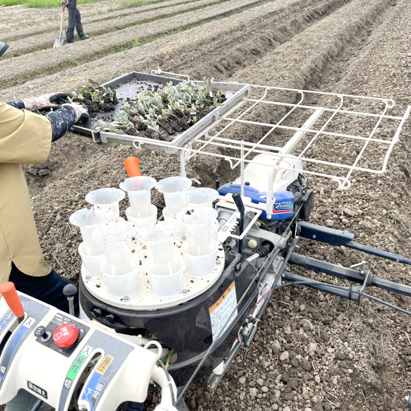 移植機でキャベツの植付！楽ちん～