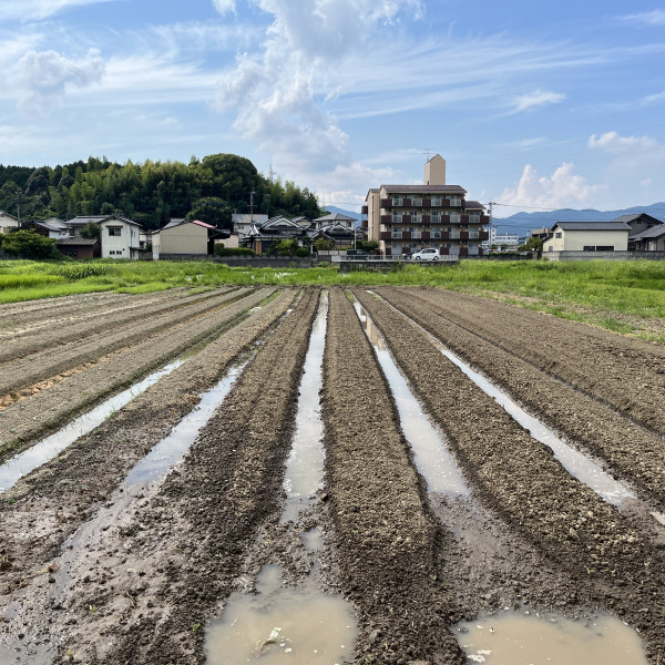 最近、雨降らないのでポンプで潅水