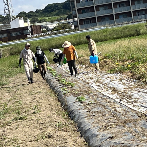 かぼちゃ水やり